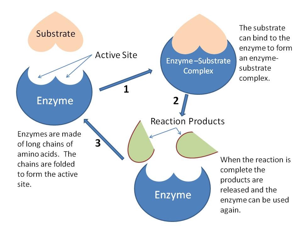 are enzymes made of proteins
