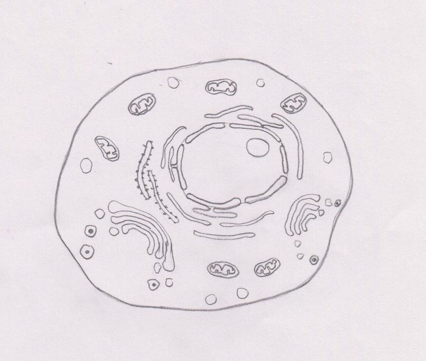 Eukaryotic Cell: Definition, Features, Structure, Examples